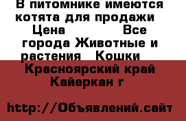 В питомнике имеются котята для продажи › Цена ­ 30 000 - Все города Животные и растения » Кошки   . Красноярский край,Кайеркан г.